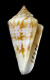 Click to see a larger version of this image